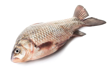 Fototapeta premium raw fish crucian