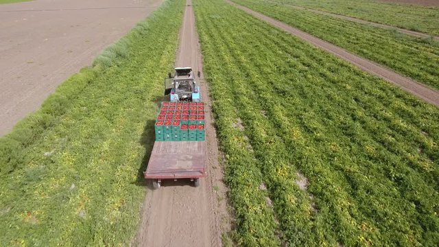 A bird`s eye shot of the green rows of tomato plants and a tractor with a trailer transporting tomatoes in wooden cases. The drone is flying after the tractor. The landscape is agricultural and fine