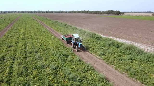 A bird`s eye shot of the straight rows of tomato bushes and a tractor with a trailer keeping tomatoes in wooden boxes. The drone is flying before the tractor.
