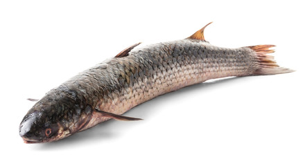 raw fish bearing