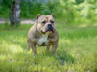 The American bully has a rest on the nature