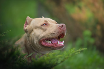 Portrait of a pit bull