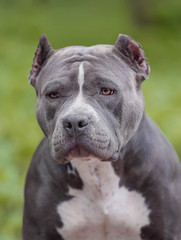 American bully on the walk