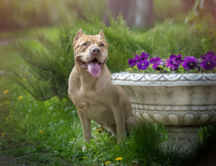 Dog with flowers