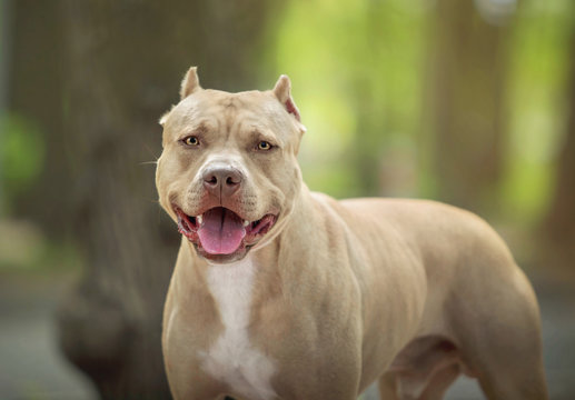 Portrait of a pit bull