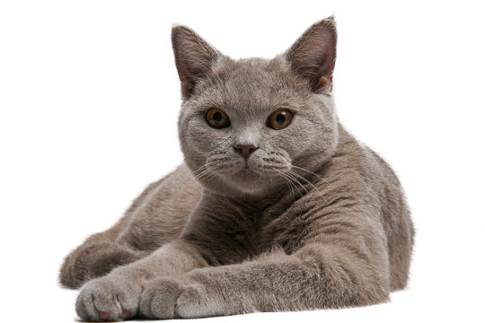 Кот британец лежит