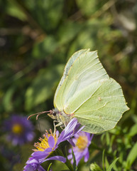 close up Large Cabbage White butterfly on pink flowers soft green background
