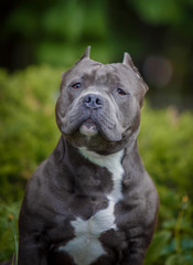 The portrait of the American bully