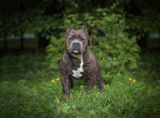 The dog for a walk in nature