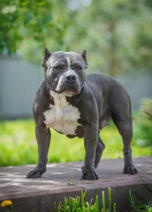 American bully on the walk