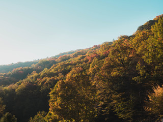 Herbstwald mit Baumwipfel in der Sonne 
