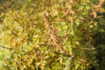 autumn yellow withered plant