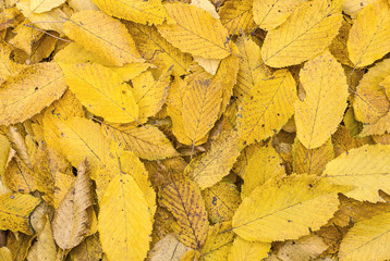 Yellow autumn leaves background