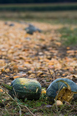 Abgeerntetes &Ouml;lk&uuml;rbisfeld