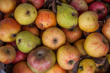 Äpfel und Birnen Ernte