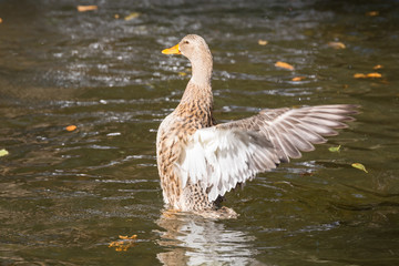 Female Mallard duck, mallard, eurasian wild duck, Anas platyrhynchos