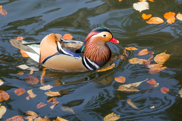 Close up male mandarin duck (Aix galericulata) on the water