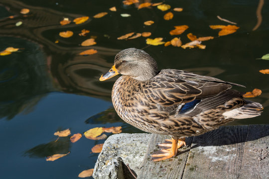 Birds and animals in wildlife. Close up of a Mallard Duck. Female Mallard Ducks at the Lake