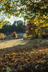 Under the tree, Autumn 2017