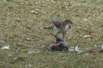 Peregrine Falcon with prey 
