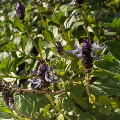 Field flowers are blue in autumn.