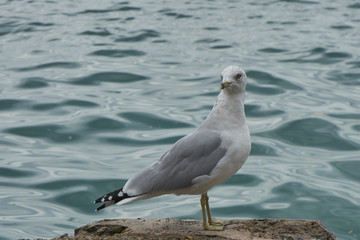 Seagull standing by water edge 