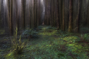 Second growth Spruce forest near Forks, WA
