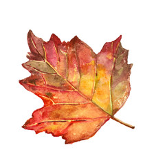 Beautiful red autumn leaf