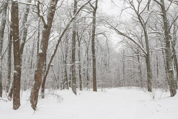 Winter forest landscape