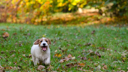 Szczeniak Jack Russell terrier w jesiennym parku, piękne rozmyte kolory. - obrazy, fototapety, plakaty