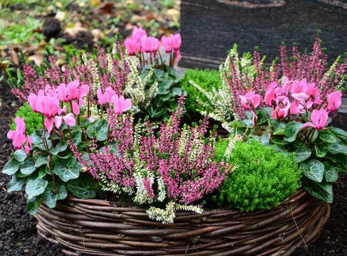 Herbstbepflanzung