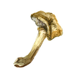 Honey agaric. Watercolor illustration