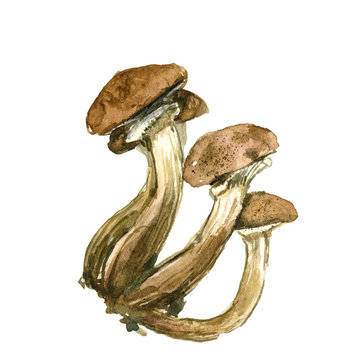 Watercolor mushrooms, honey agarics. Autumn element for food design