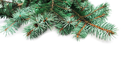 Background with christmas tree branches and space for text  for Christmas card, banner, flyer, wallpapers .