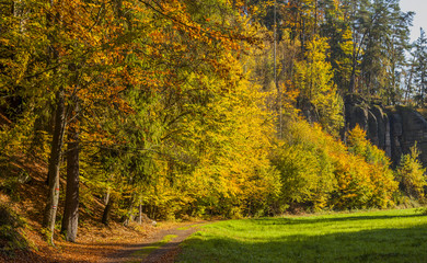Obraz premium Autumn trees, Bohemian Paradise, Czech Republic.