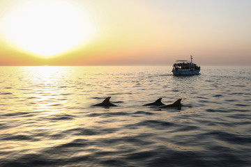 Fototapeta na wymiar delphine