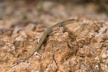 Tyrrhenian wall lizard