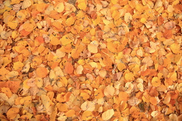 Leaf