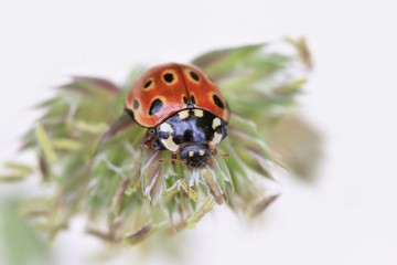 Ladybug sitting on the plant with white background. eyed ladybug. Anatis ocellata.