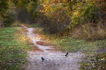 Magpiein an autumn park