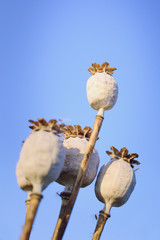 The heads of the poppy in the garden against the blue sky. Beautiful natural background. Ethnoscience. Drug poppy.
