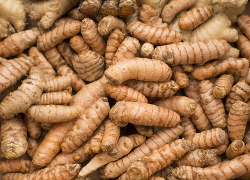 Turmeric Roots - Curcuma Longa