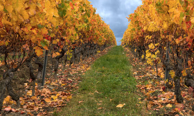 Colorful autumn in vineyard