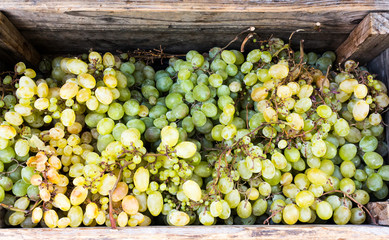 Healthy fruits white green wine grapes at the market in wooden box. Grapes/wine grapes bunch of grapes in the wooden box ready to eat sunny day outside