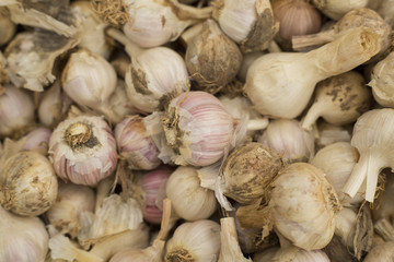 Fresh garlic at the market - Allium sativum