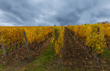 Naklejka premium Golden vineyard and cloudy sky