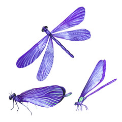 Set of dragonflies in watercolor