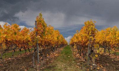 Part of autumn vineyard