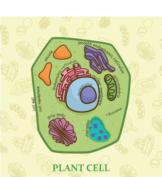 Education chart of biology for plant cell diagram