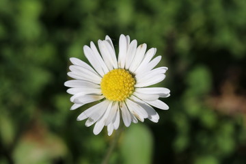 Gänseblümchen (Bellis perennis) - Korbblütler (Asteraceae) im grünen Gras